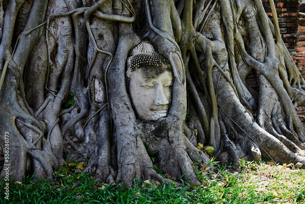 An ancient buddha's head statue embedded in a banyan tree at Wat Mahathat in Thailand
