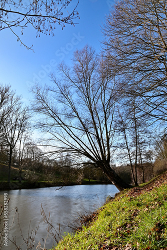 Baum steht am Rand des Ochsensee bei Sommerhausen im Winter bei blauem Himmel  Franken  Bayern  Deutschland