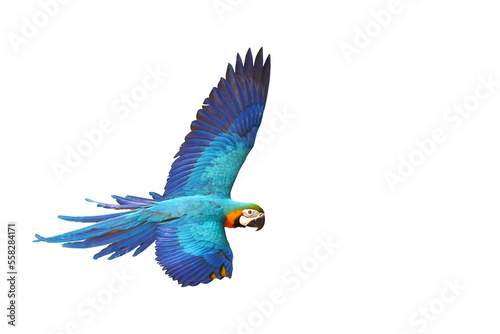 Colorful Macaw parrot flying isolated on transparent background png file