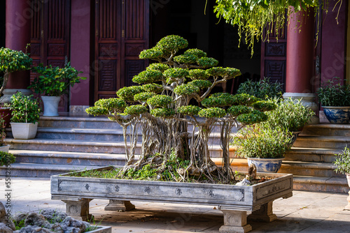 Canvas Print Green bonsai trees growing at courtyard of the Linh Ung Pagoda in Danang , Vietnam