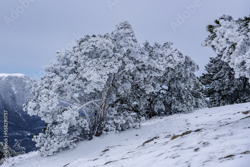 Snow covered pine trees on mountain Demerdzhi after blizzard in spring. Crimea