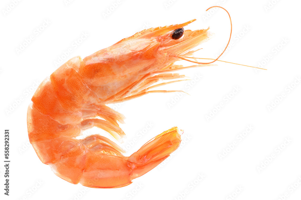 Shrimps on white isolated