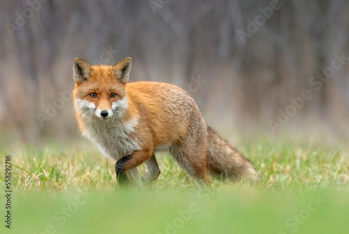 Red fox in the forest ( Vulpes vulpes ) © Piotr Krzeslak