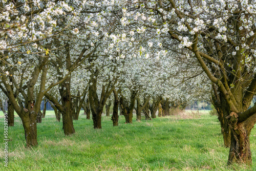 Spring day in blossoming orchard