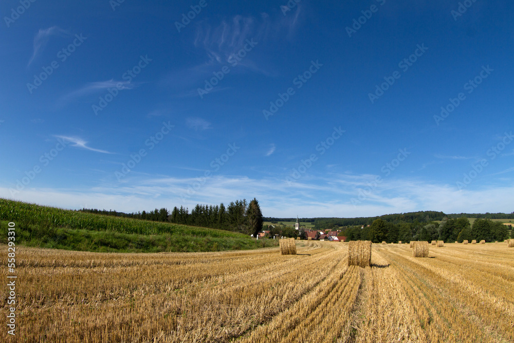 Harvest field in the nature
