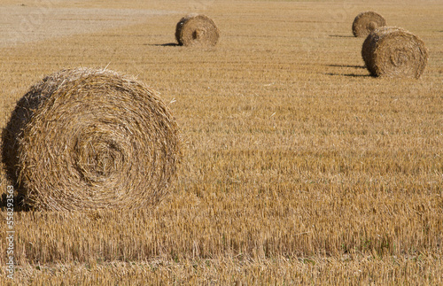 Harvest field in the nature