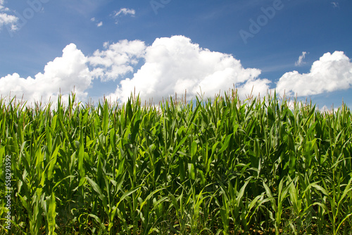 Maize field in the nature © jeancliclac