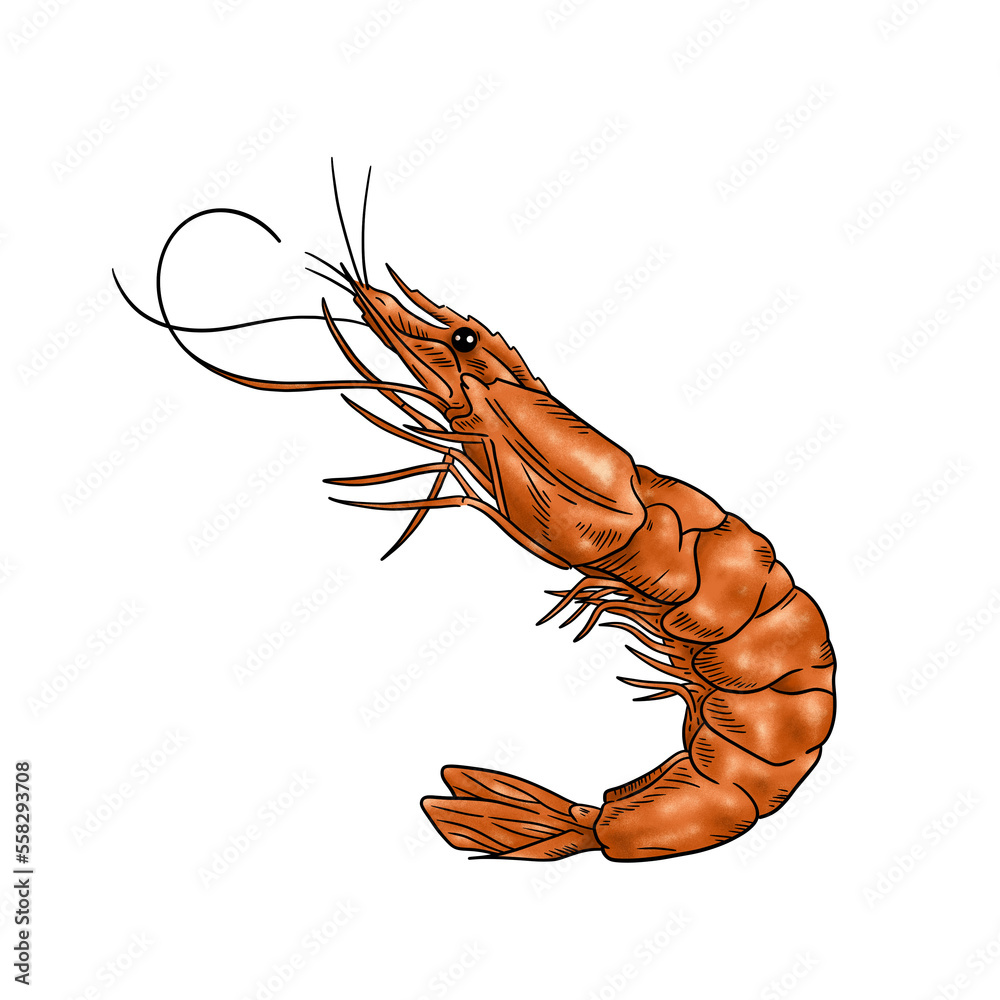 Shrimp Prawn Seafood PNG Clipart Illustration Stock Illustration