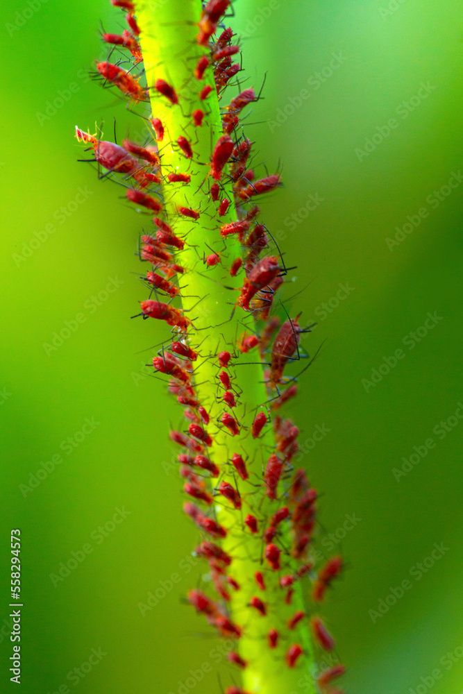 Red aphid swarm on plant stem in Vernon, Connecticut.
