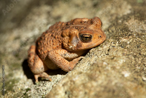 American toad sunning on a rock at Blackledge Falls  Connecticut.