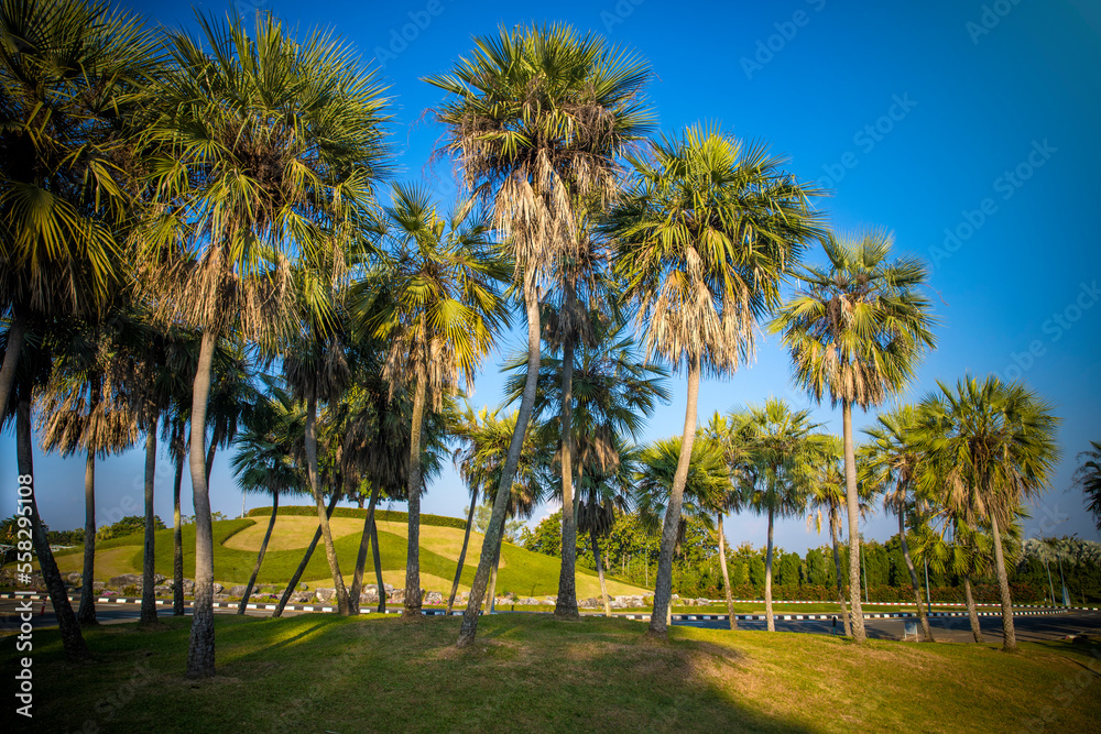 Coconut palm trees in a public park at ChiangMai, Thailand