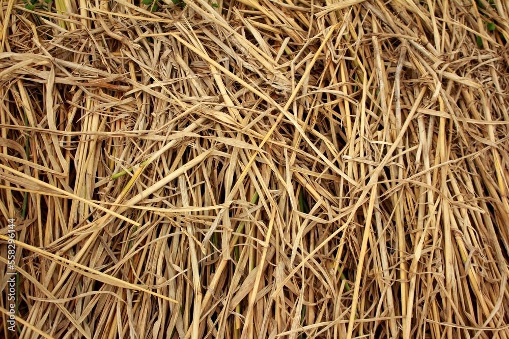 Texture of Dry Straw