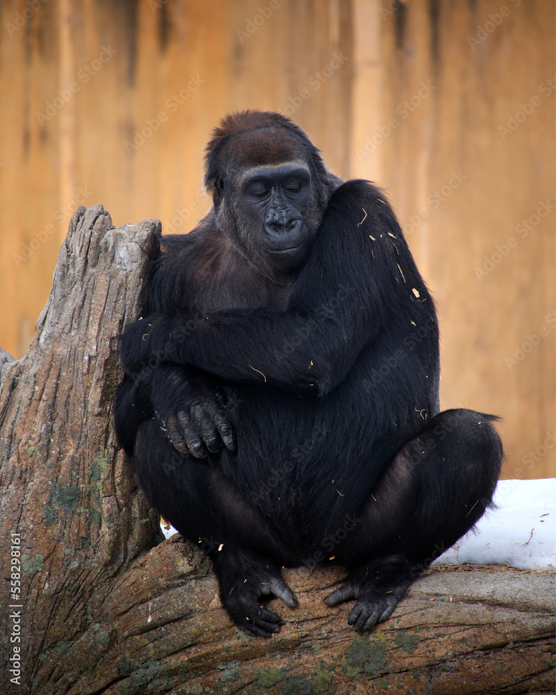 Female Chimpanzee