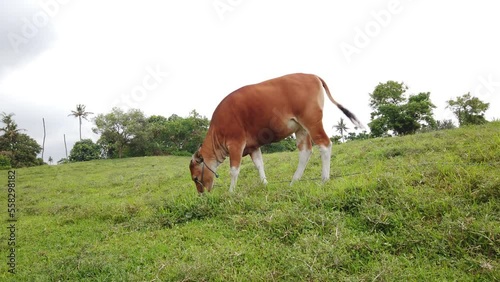 Balinese Cow Cattle Eats Grass and Stares at Camera at the Green Field of Saba Beach, Indonesia, Traditional Ancient Southeast Asian Deer-Like Animal photo