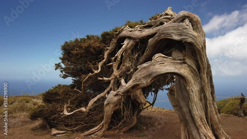 static shot of the Sabina tree on the island of El Hierro located in the Sabinar. Canary Islands. photo