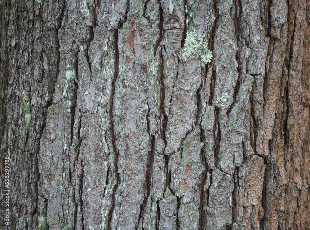texture of old tree bark as background texture of old tree bark as background