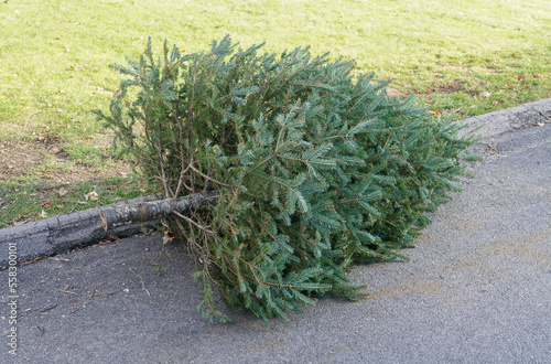 фотографія close up on used disposed Christmas tree laying at curbside