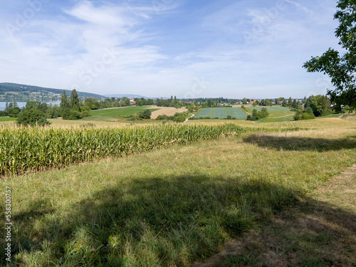The evergreen fields of Switzerland.