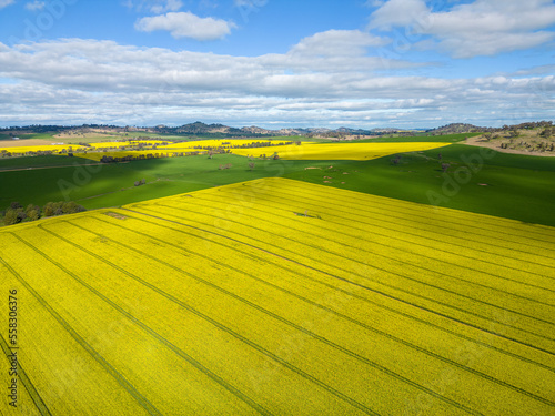 Canola fields and rolling hills countryside scenery