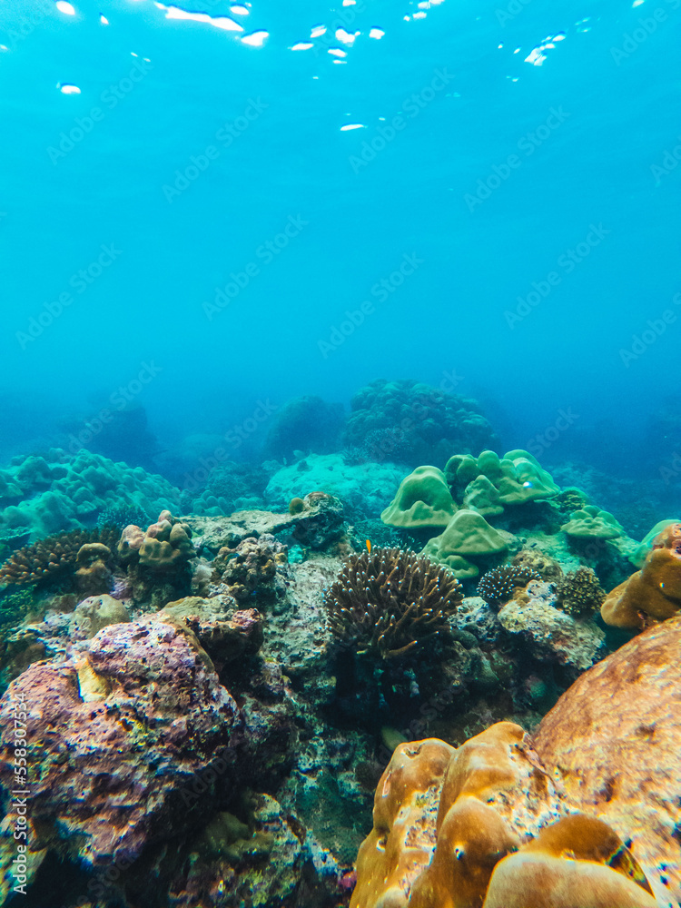 Fototapeta premium corales