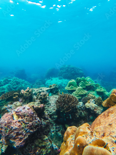 Fototapeta Naklejka Na Ścianę i Meble -  corales