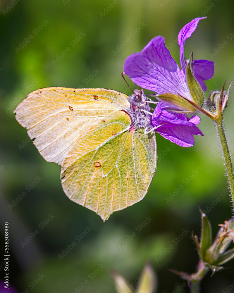 common Brimstone butterfly on purple flower common Brimstone butterfly on purple flower