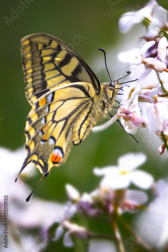 close up of a swallowtail butterfly on white sweet rocket  flower © Andrew
