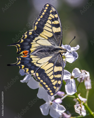 close up of a swallowtail butterfly on white sweet rocket  flower photo