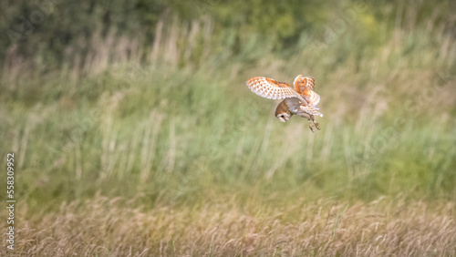 barn owl hunting in flight over meadow