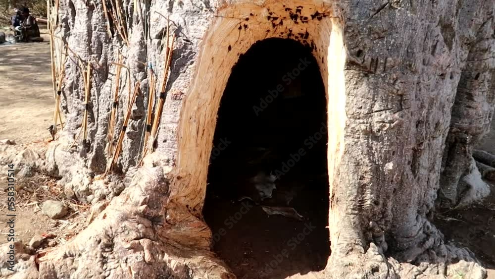 Hunter-gatherer enters a baobab tree through a huge hole to collect water by tapping the tree