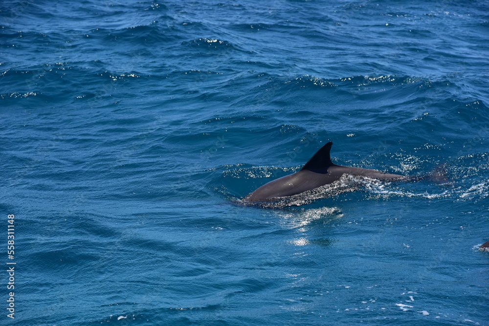 Fototapeta premium dolphins breaching through the surface