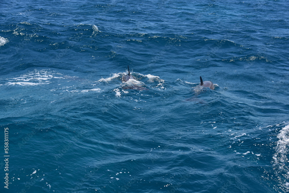 Naklejka premium school of dolphins breaching through the surface
