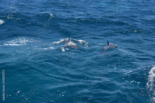 school of dolphins breaching through the surface