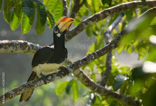 Oriental pied hornbill.