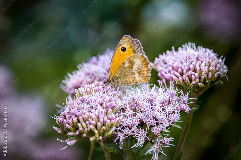 brown meadow buttery on agrimony flower