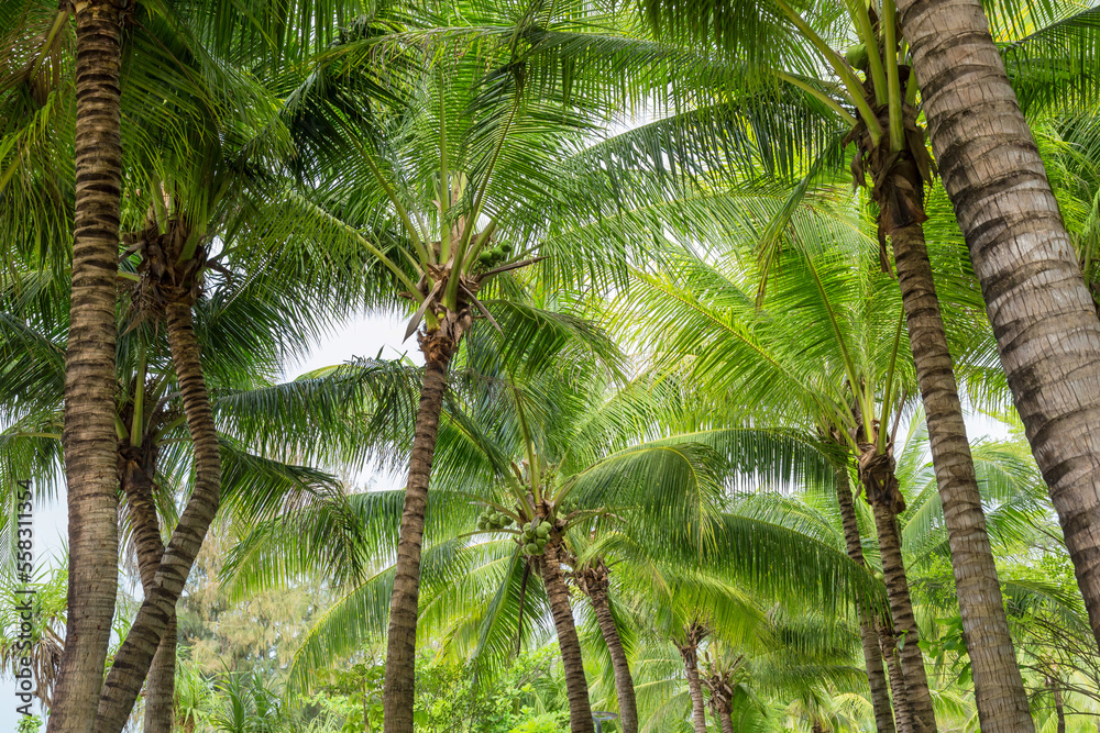 Coconut trees can be seen everywhere in Sanya