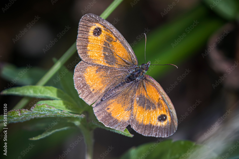 brown meadow buttery brown meadow buttery