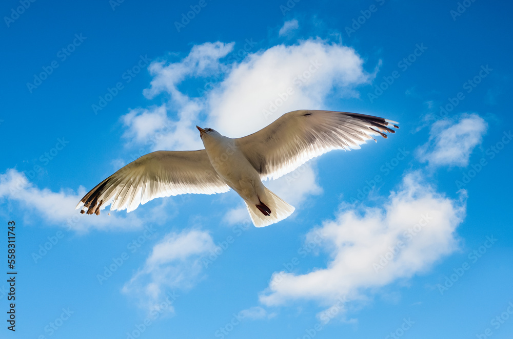 Pretty seagull hovering in a clear sky