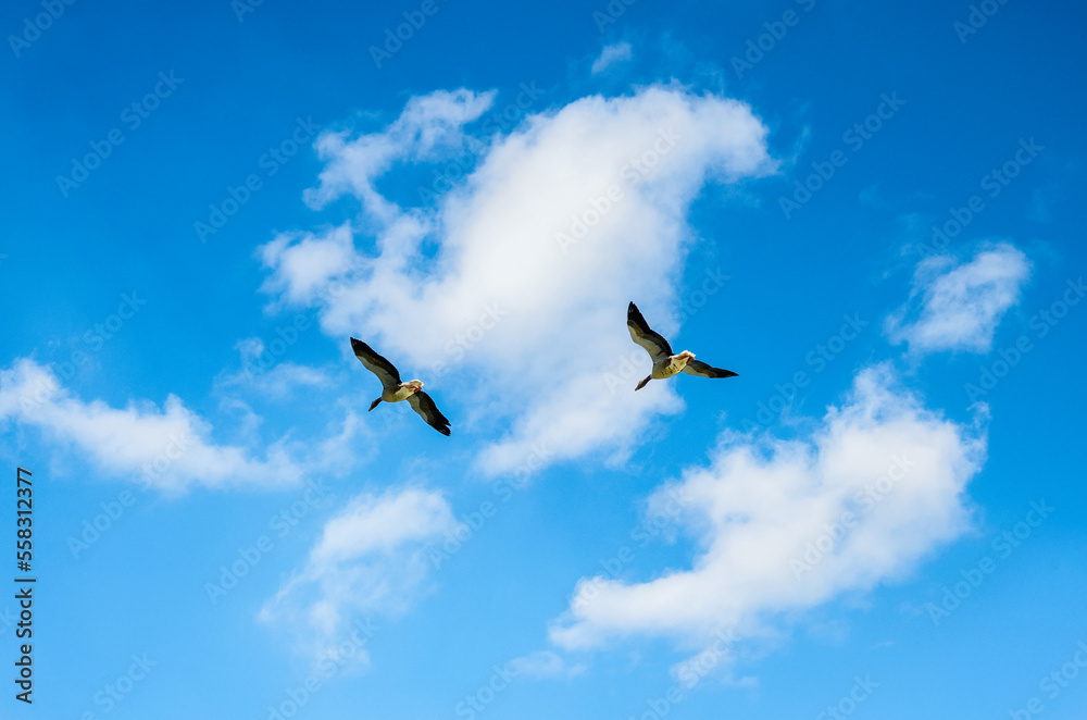 Fototapeta premium Group of wild geese hovering in a clear sky
