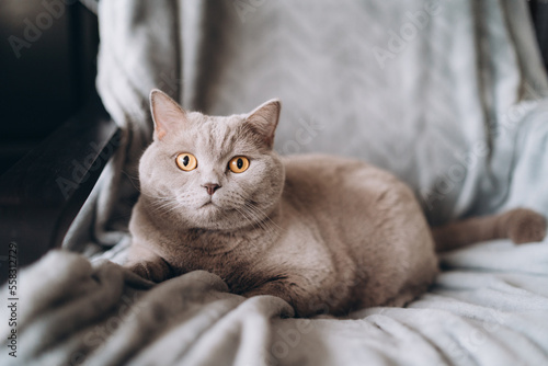 British shorthair grey cat is lying on a soft chair. adorable pet