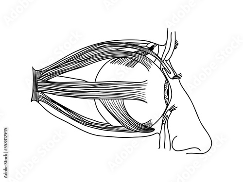 Human eye, outline, anatomical, hand drawn illustration on white background. Illustration about medical and science. Vector Stock.
