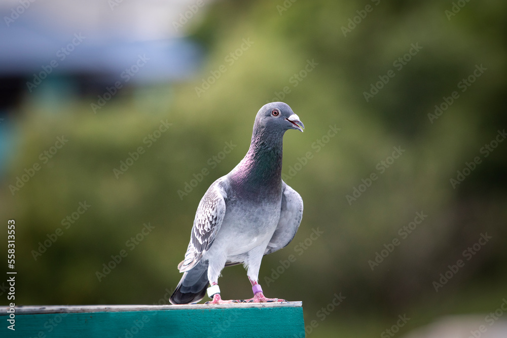 portrait full body of homing pigeon standing outdoor portrait full body of homing pigeon standing outdoor
