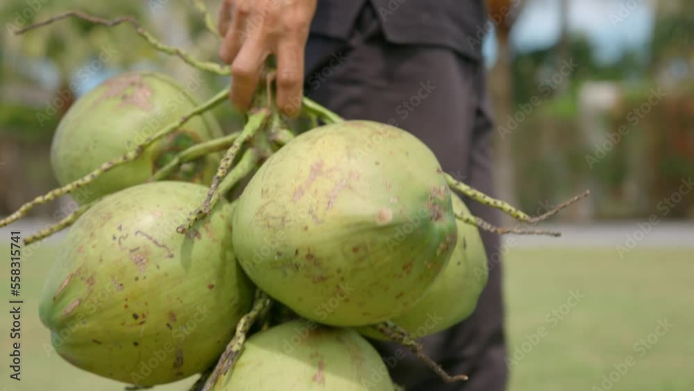 Middle shot of a man carrying bunch of coconuts, outdoors Middle shot of a man carrying bunch of coconuts, outdoors