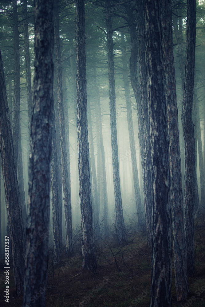 Fototapeta premium misty autumn forest