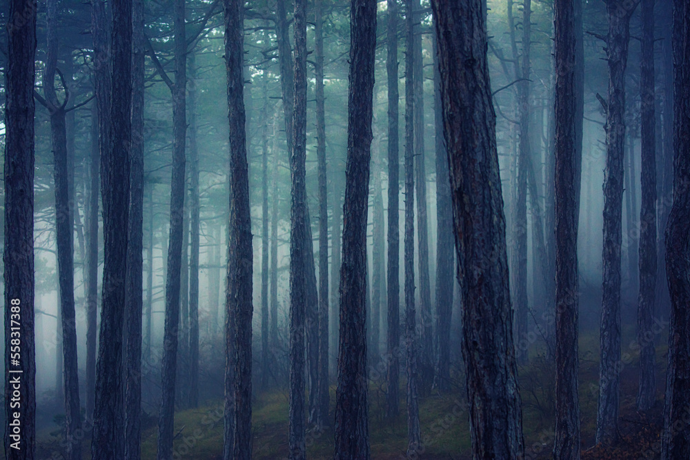 Fototapeta premium misty autumn forest