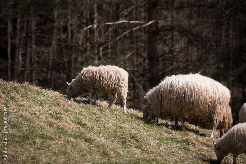 Sheep eating while grazing in front of the forest.