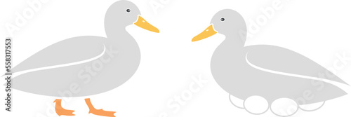 Duck logo. Isolated duck on white background. Bird