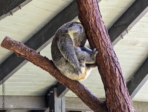 Canvas Print koala sleeping on a tree in a zoo