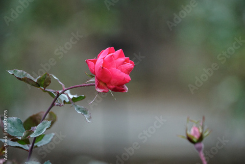 12月に咲く薔薇の花