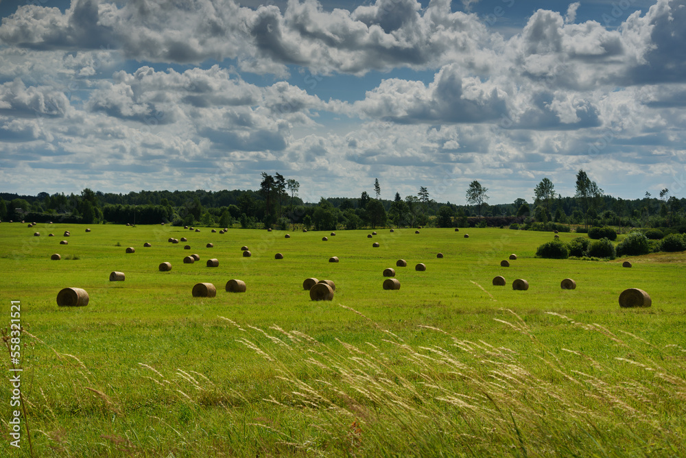 Hay rolls on a green field. Hay rolls on a green field.